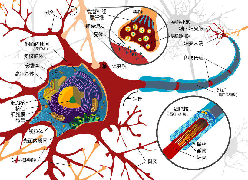 819px-Complete_neuron_cell_diagram_zh.svg.png